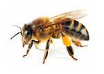 Health Services Bees & Wasps Fact Sheet - Latrobe City Council