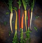 Boosting organic seed and plant breeding across Europe 2017 2021 - Liveseed