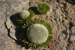 Code of Conduct - Falklands Wild Plants