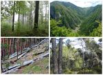 Old-growth forests: characteristics and conservation value