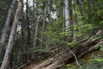 Old-growth forests: characteristics and conservation value