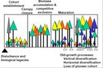Old-growth forests: characteristics and conservation value