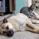 IACUC Responsibilities Regarding Service Animals - Axel Wolff, DVM, MS, NIH/OLAW Ron Banks, DVM, University of Oklahoma HSC