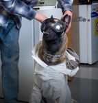 IACUC Responsibilities Regarding Service Animals - Axel Wolff, DVM, MS, NIH/OLAW Ron Banks, DVM, University of Oklahoma HSC