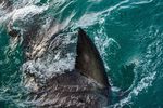 HOSTED BY - 2021 Southern African Shark ...