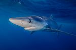 HOSTED BY - 2021 Southern African Shark ...