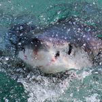 HOSTED BY - 2021 Southern African Shark ...