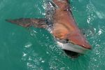 HOSTED BY - 2021 Southern African Shark ...
