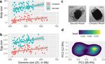 Linking genome size variation to population phenotypic variation within the rotifer, Brachionus asplanchnoidis - Nature