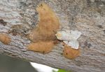 EUROPEAN GYPSY MOTH Frequently Asked Questions - Invasive Species Centre