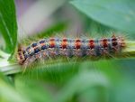 EUROPEAN GYPSY MOTH Frequently Asked Questions - Invasive Species Centre