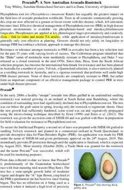 Procado : A New Australian Avocado Rootstock - Anderson ...