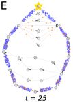 Bayesian Particles on Cyclic Graphs