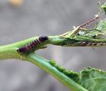 Aphids, Peach Twig Borer, Western Cherry Fruit Fly - IPM Pest ...