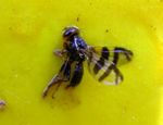 Aphids, Peach Twig Borer, Western Cherry Fruit Fly - IPM Pest ...