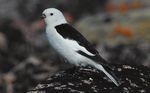 First Report of a Snow Bunting Lapland Longspur Hybrid