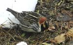 First Report of a Snow Bunting Lapland Longspur Hybrid