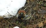 First Report of a Snow Bunting Lapland Longspur Hybrid