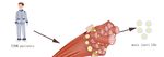 Skeletal Muscle Lipid Droplets and the Athlete's Paradox - MDPI