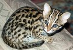 The Leopard Cat - Founder of the Bengal Breed