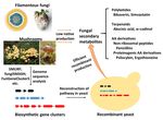 Harnessing the yeast Saccharomyces cerevisiae for the production of fungal secondary metabolites