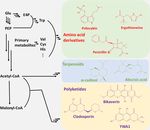 Harnessing the yeast Saccharomyces cerevisiae for the production of fungal secondary metabolites