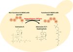 Harnessing the yeast Saccharomyces cerevisiae for the production of fungal secondary metabolites