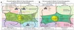The Effects of Chemotherapeutics on the Ovarian Cancer Microenvironment