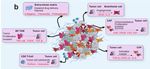 The Effects of Chemotherapeutics on the Ovarian Cancer Microenvironment