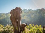 Field Course 2020 Asian Elephants: Animal Behavior and Wildlife Conservation in Thailand - Center for the Integrative ...