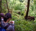 Field Course 2020 Asian Elephants: Animal Behavior and Wildlife Conservation in Thailand - Center for the Integrative ...