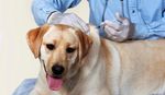Healthy Pets, Healthy Families Initiative - February 2014 A publication of the 2020 Healthy Pets, Healthy Families Coalition - Los Angeles County ...