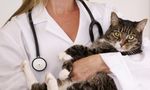 Healthy Pets, Healthy Families Initiative - February 2014 A publication of the 2020 Healthy Pets, Healthy Families Coalition - Los Angeles County ...