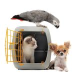 Healthy Pets, Healthy Families Initiative - February 2014 A publication of the 2020 Healthy Pets, Healthy Families Coalition - Los Angeles County ...