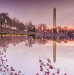Cherry Blossom Time in Our Nation's Capital - 7 DAY HOLIDAY - DayTripper Tours