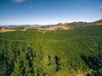 Wairarapa Group Forest Investment - Sorted Smart Investor