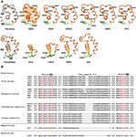 Crystal structure of a tick-borne flavivirus RNA-dependent RNA polymerase suggests a host adaptation hotspot in RNA viruses