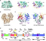 Crystal structure of a tick-borne flavivirus RNA-dependent RNA polymerase suggests a host adaptation hotspot in RNA viruses