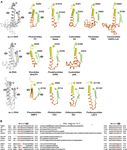 Crystal structure of a tick-borne flavivirus RNA-dependent RNA polymerase suggests a host adaptation hotspot in RNA viruses