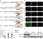 Crystal structure of a tick-borne flavivirus RNA-dependent RNA polymerase suggests a host adaptation hotspot in RNA viruses