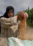 Promoting the leadership of women in producers' organizations: Lessons from the experiences of FAO and IFAD