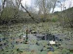 Beavers: the original engineers of Britain's fresh waters