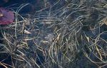 Beavers: the original engineers of Britain's fresh waters