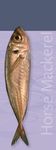 Horse Mackerel Quality Guide - (Trachurus trachurus)