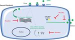 Quercetin can reduce viral RNA level of O'nyong nyong virus and resulting innate immune cytokine responses in cultured human synovial fibroblasts ...