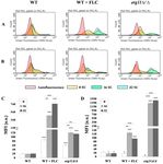 Fluconazole and Lipopeptide Surfactin Interplay During Candida albicans Plasma Membrane and Cell Wall Remodeling Increases Fungal Immune System ...