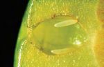 Managing Queensland fruit fly in citrus - March 2021, Primefact 752, third edition NSW DPI Horticulture Citrus Team - NSW Department of ...
