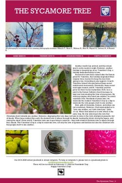 THE SYCAMORE TREE - Sycamore Academy