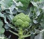 BRASSICA DISEASE UPDATE 2021 - Syngenta UK