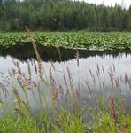 Conservation Reserve Program - USDA is an equal opportunity provider, employer, and lender.